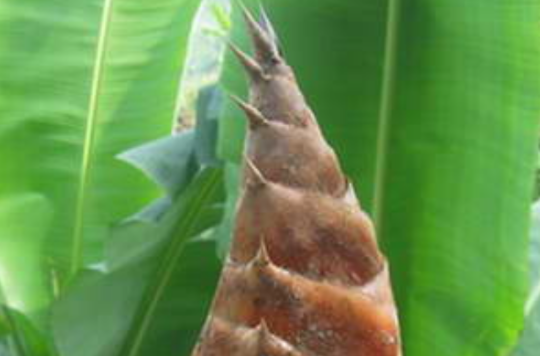 牡竹属 牡竹属