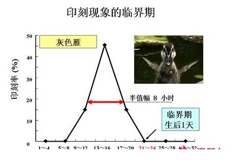 烙印现象 烙印现象