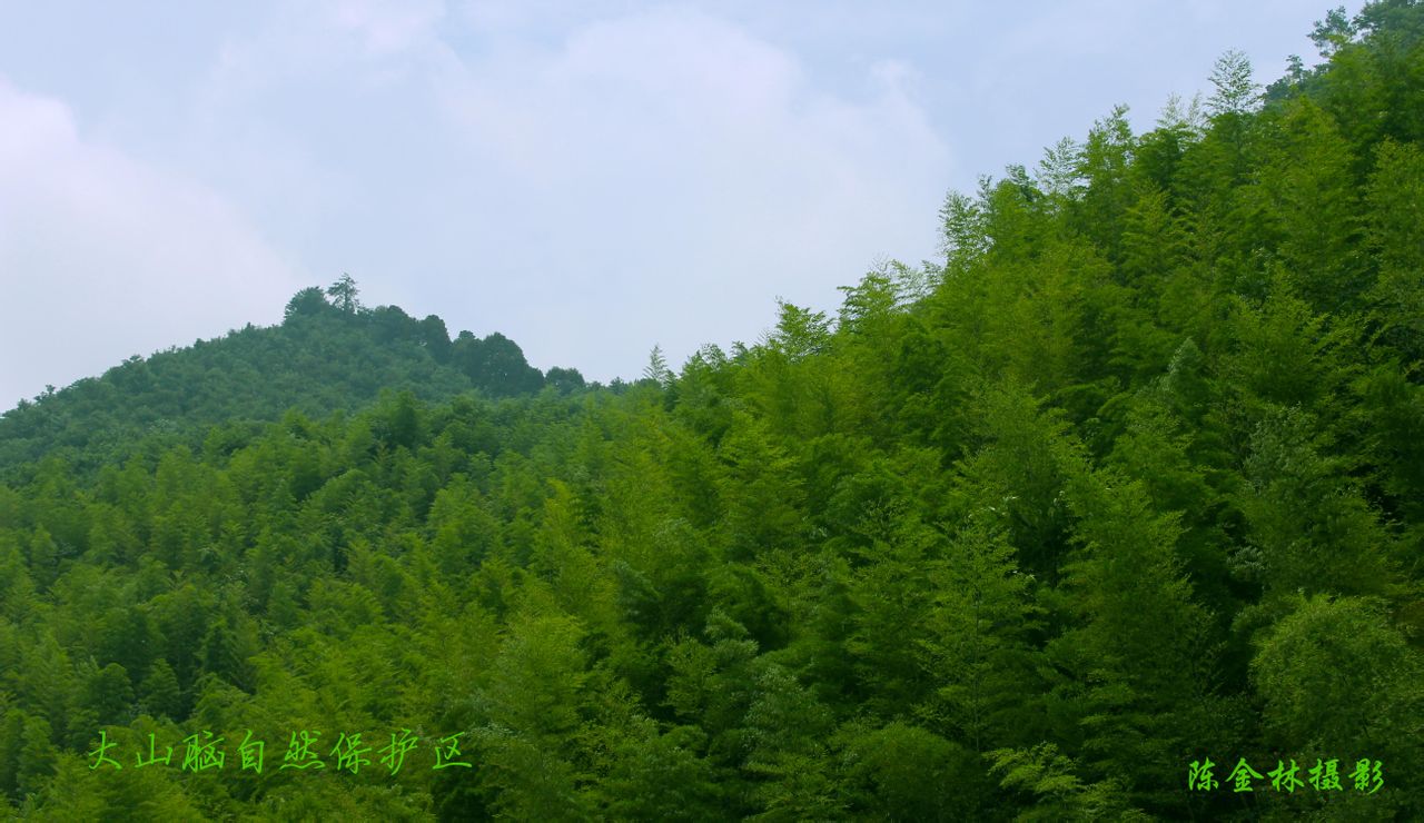 大山脑自然保护区 大山脑自然保护区