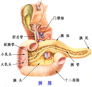 消化 消化