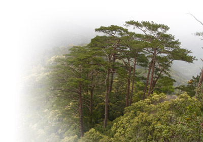 雅加景区——雅加松 雅加景区——雅加松