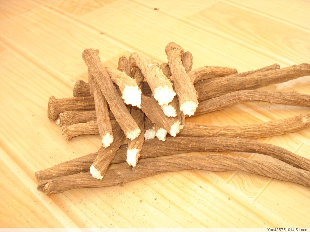 牛蒡(桔梗目菊科植物) 牛蒡(桔梗目菊科植物)