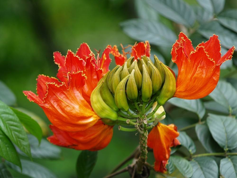 火焰花(爵床科植物) 火焰花(爵床科植物)