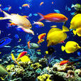 海洋生物(生物学术语) 海洋生物(生物学术语)