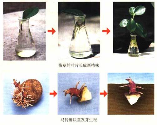 无性生殖 无性生殖