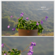 海豚花 海豚花