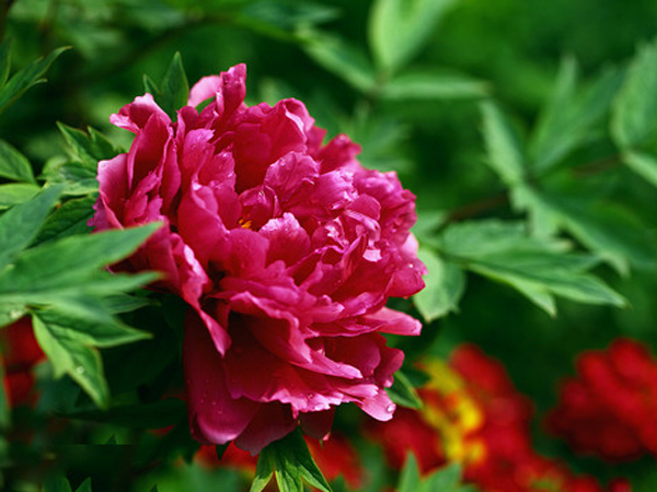 牡丹(芍药科芍药属植物) 牡丹(芍药科芍药属植物)