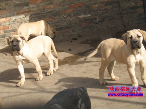 獒犬 獒犬