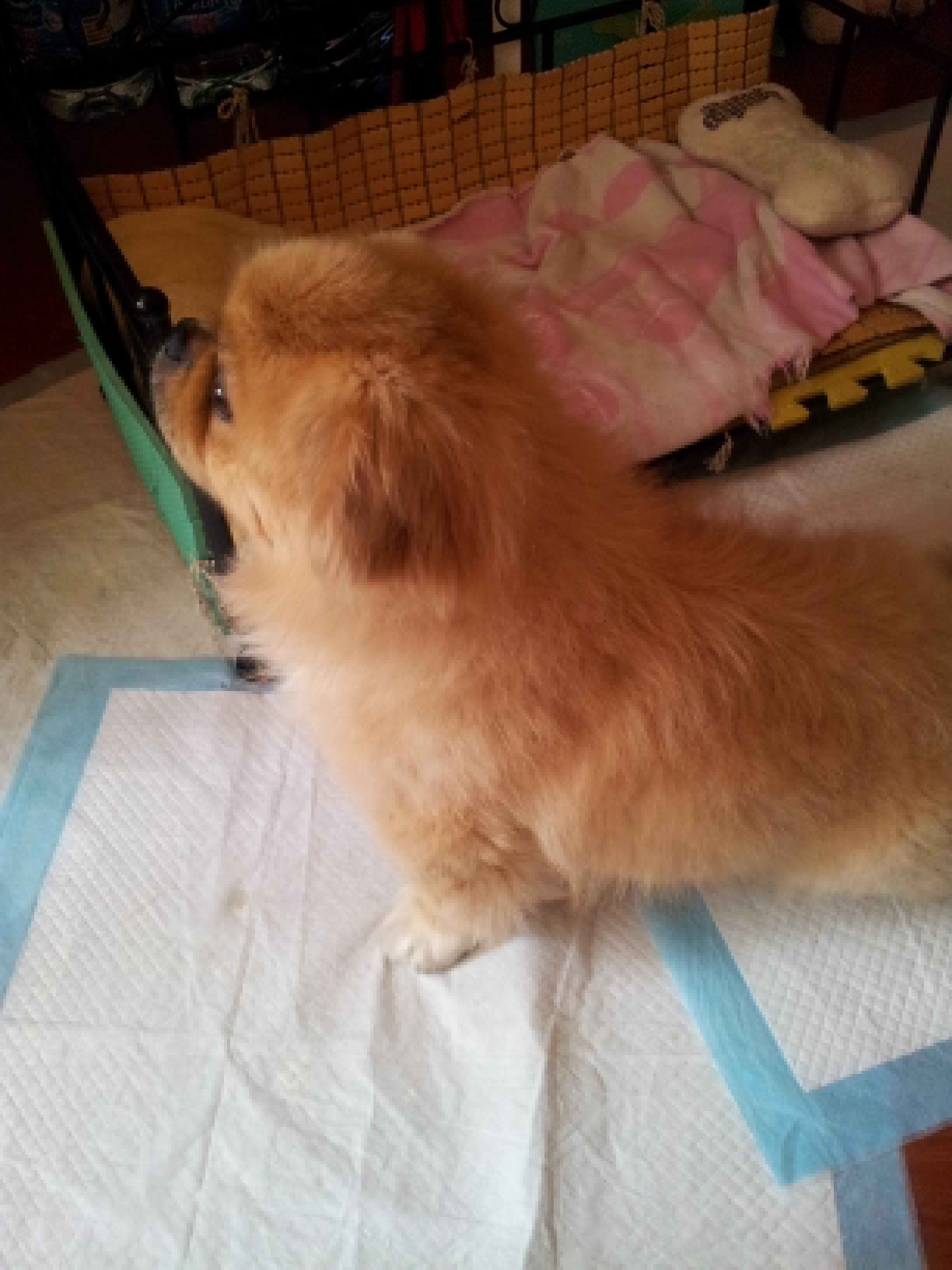 狗狗生日蛋糕