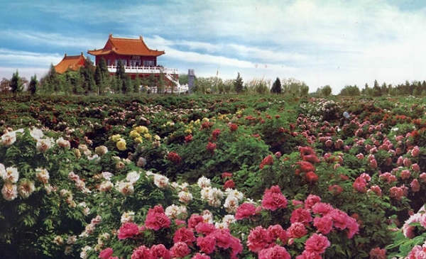 曹州牡丹 曹州牡丹