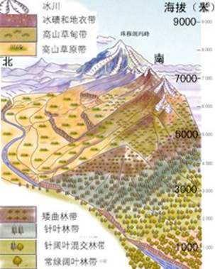 垂直地域分异 垂直地域分异