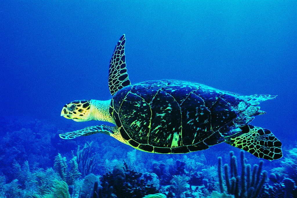 海洋生物(生物学术语) 海洋生物(生物学术语)