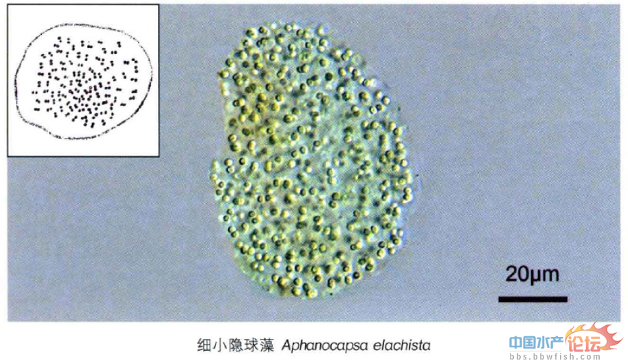 浮游藻类 浮游藻类