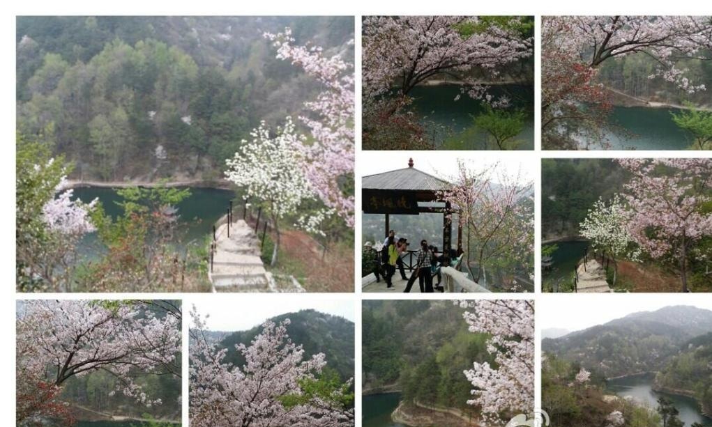中华樱花 中华樱花