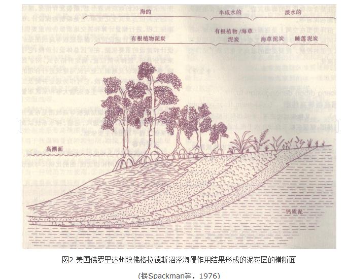 煤层沉积环境 煤层沉积环境
