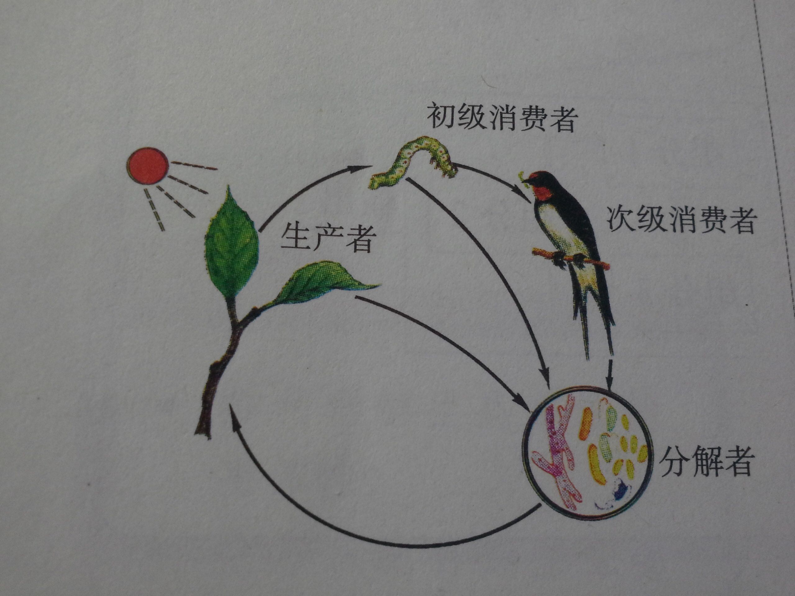 消费者(食物链的中的一个环节) 消费者(食物链的中的一个环节)