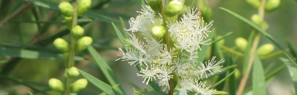 澳洲茶树 澳洲茶树