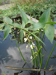 慈菇 慈菇