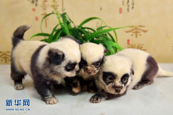 熊猫狗 熊猫狗