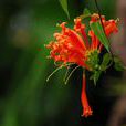 炮仗花(管状花目紫葳科植物) 炮仗花(管状花目紫葳科植物)