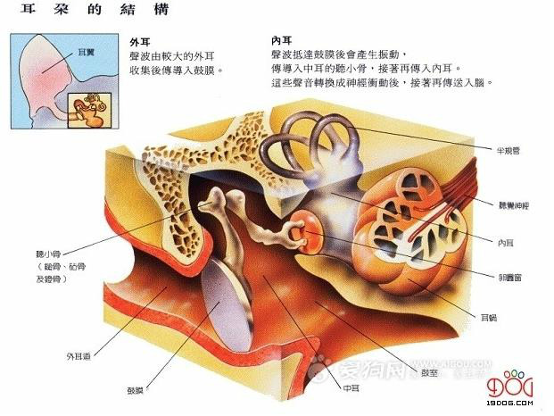 狗的耳朵结构 狗的耳朵结构