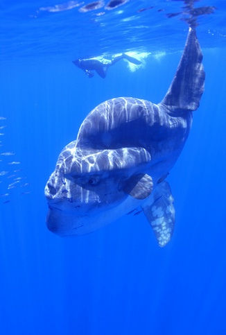 海洋生物(生物学术语) 海洋生物(生物学术语)
