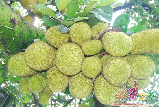 凤梨蜜 凤梨蜜
