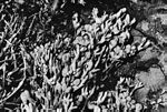 墨角藻属(Fucus)的一种 墨角藻属(Fucus)的一种