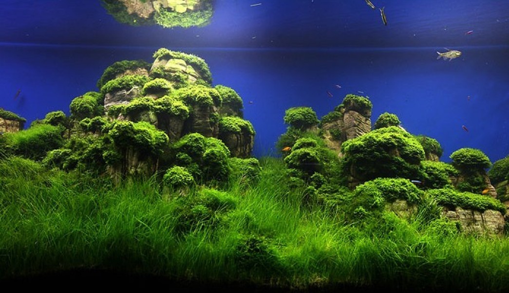 水草造景 水草造景