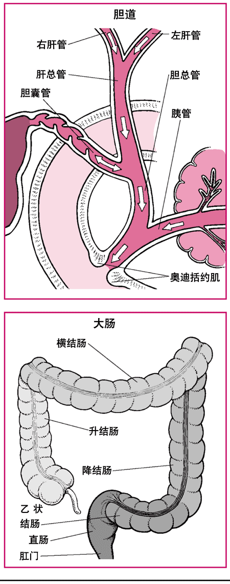 大肠 大肠