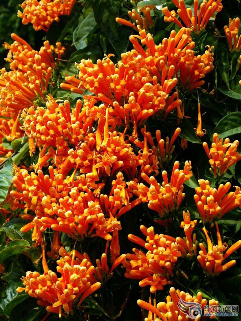 炮仗花 炮仗花