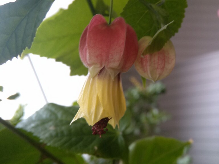 灯笼花 灯笼花