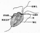 滴虫 滴虫
