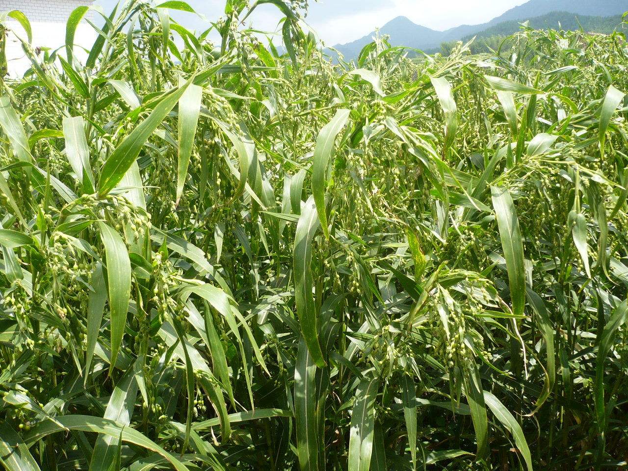 浦城薏米种植 浦城薏米种植