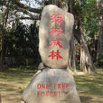独树成林 独树成林