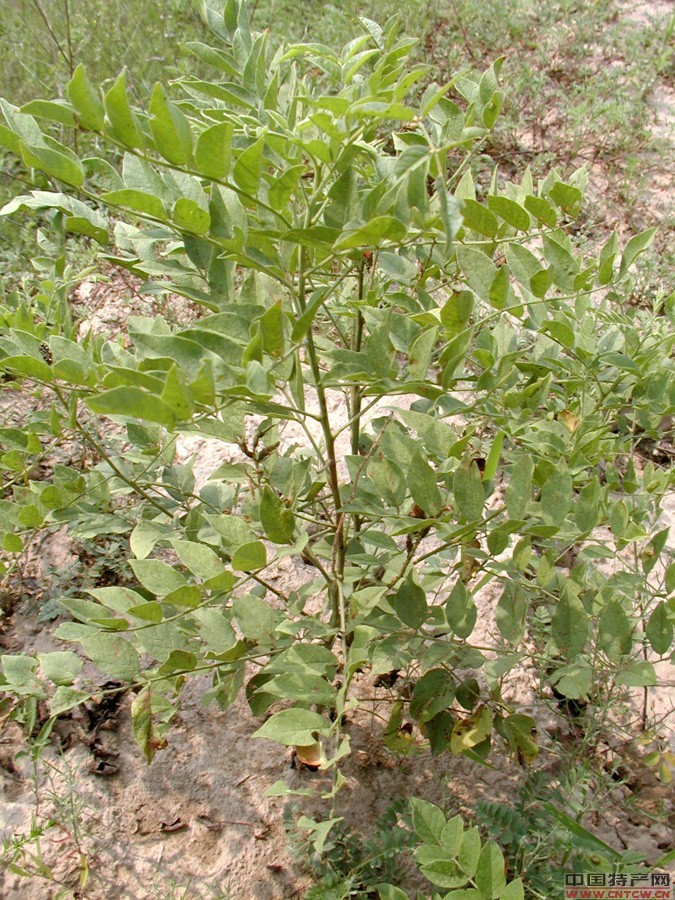 炙甘草 炙甘草