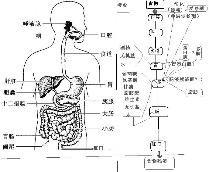 消化 消化