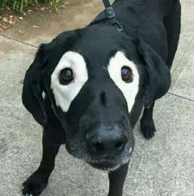 熊猫狗 熊猫狗