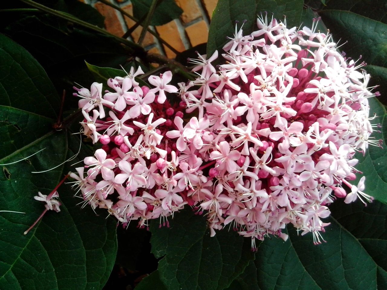 烟火花 烟火花
