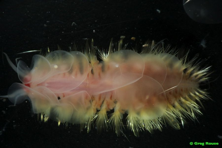 海底热液喷口的海洋生物资源 海底热液喷口的海洋生物资源