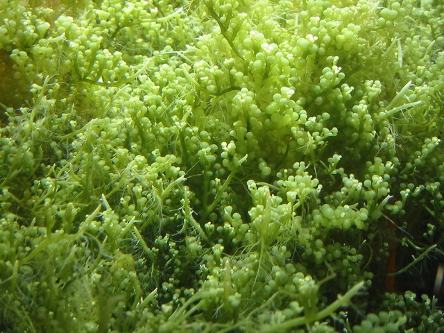 海洋植物 海洋植物
