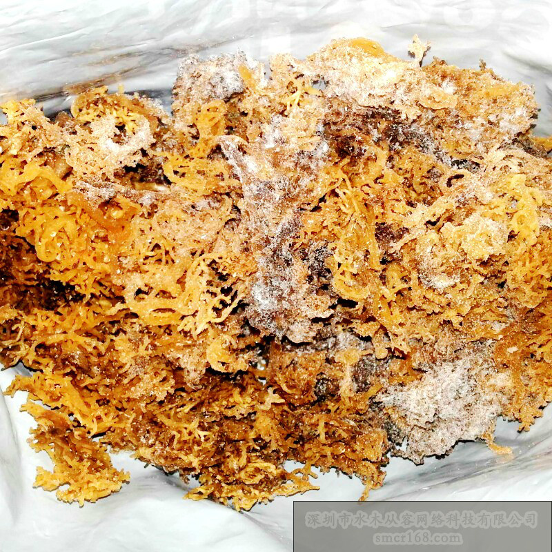 海底燕窝 海底燕窝
