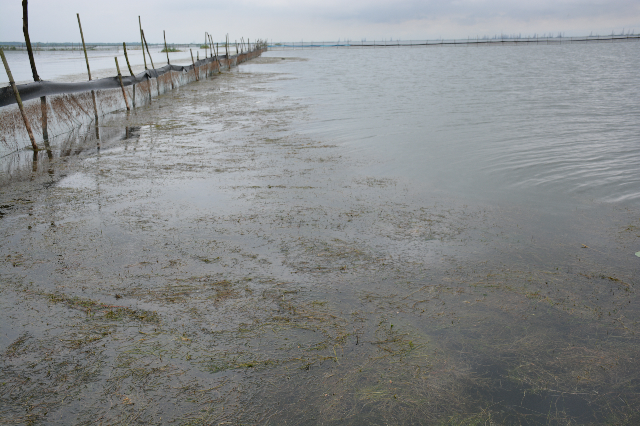 洪泽湖青虾产地环境 洪泽湖青虾产地环境
