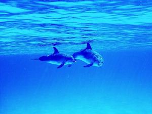 海洋生物 海洋生物