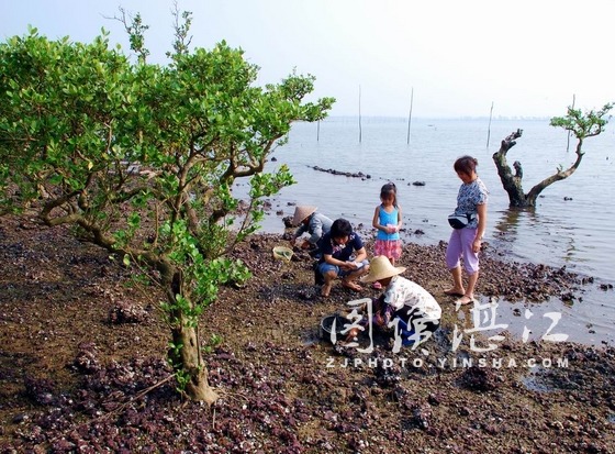 在红树林里捉鱼虾蟹螺 在红树林里捉鱼虾蟹螺