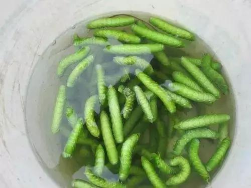 灌云豆丹 灌云豆丹