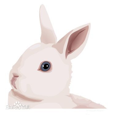 玉兔 玉兔