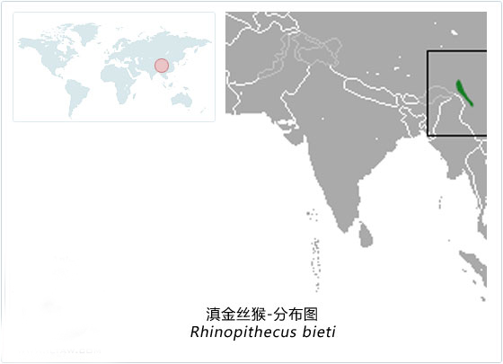 滇金丝猴分布图 滇金丝猴分布图
