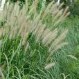 狼尾草(禾本目禾本科植物) 狼尾草(禾本目禾本科植物)