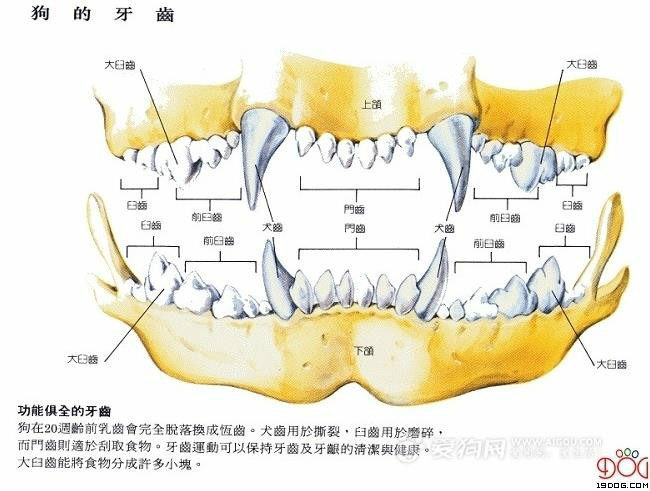 狗的牙齿结构 狗的牙齿结构